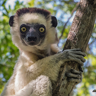 Zombitse - Verreaux's sifaka